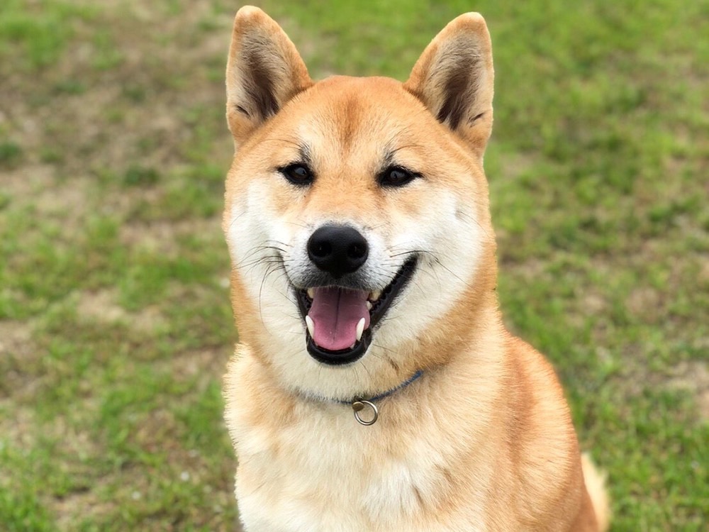 アヤオ